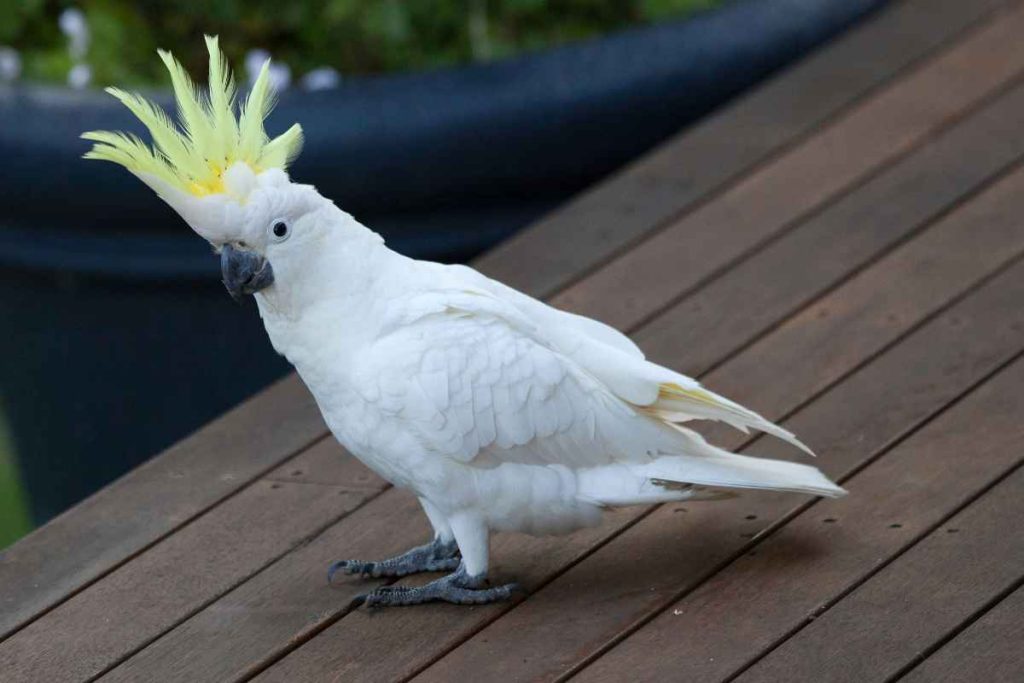 3 Types of Parrots that Make Good Pets – Urbaki Pets