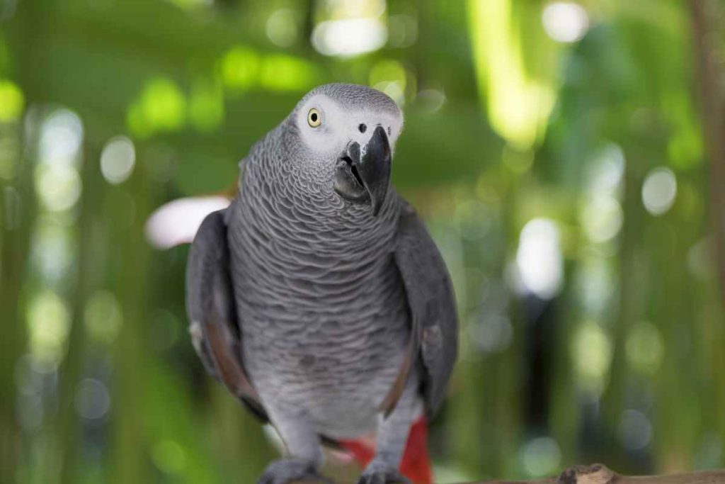 3 Types of Parrots that Make Good Pets – Urbaki Pets