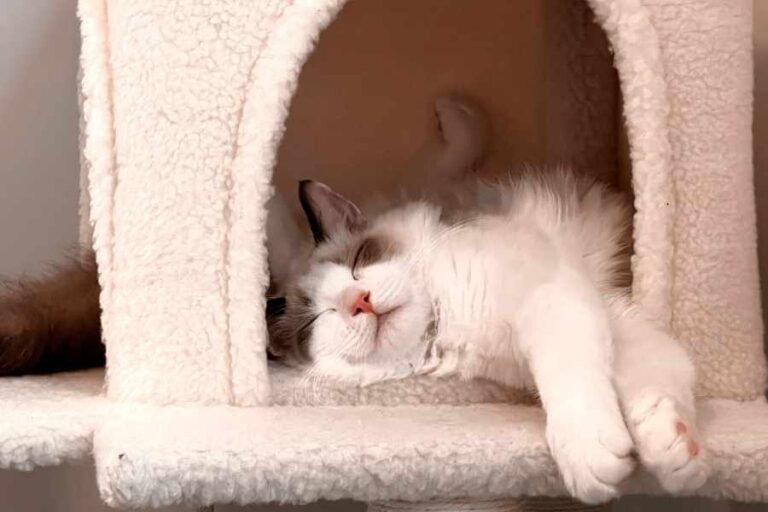 How Long Can a Cat Be Safely Left Alone Urbaki Pets