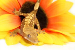 How To Care For A CRESTED GECKO! – Urbaki Pets