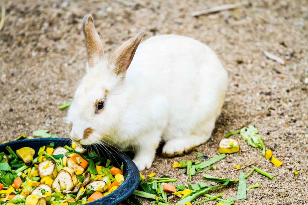 Learn How to Feed your Pet Rabbit – Urbaki Pets