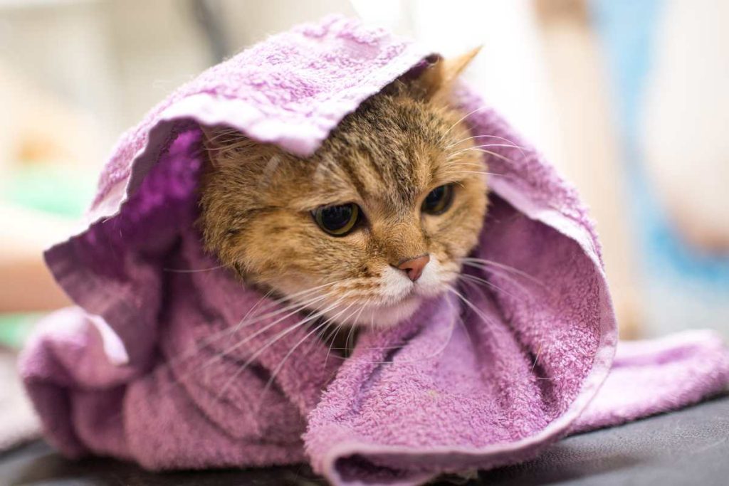 View of Tips that Will Help You When Bathing a Cat – Urbaki Pets