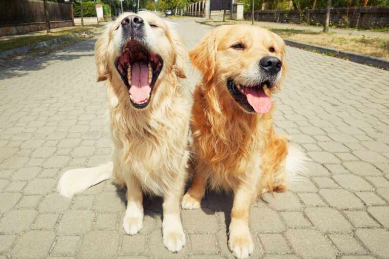 Differences Between Male and Female Dogs Urbaki Pets