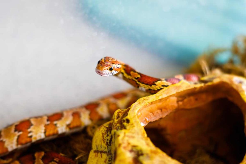 What to do When you Bring a New Snake Home! – Urbaki Pets