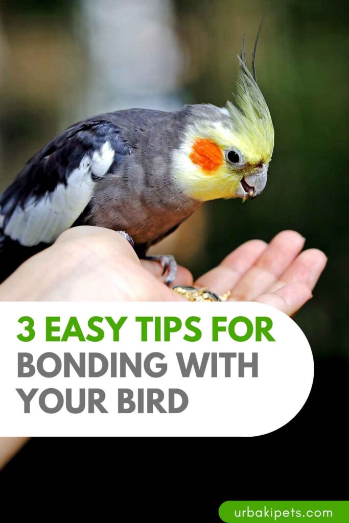 3 Easy Tips for Bonding With Your Bird Urbaki Pets