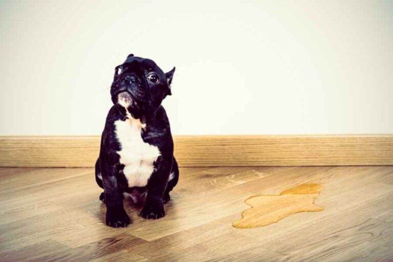 Stop Accidents Indoors With THIS Puppy Potty Training Plan ??? Urbaki Pets