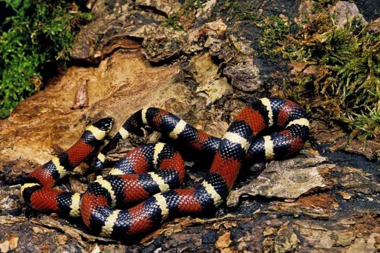 No Experience Necessary The Top 4 BeginnerFriendly Snakes Urbaki Pets