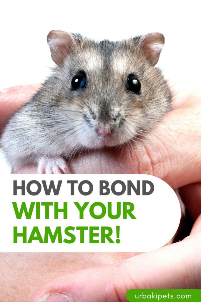 Image showcasing How to Bond with your Hamster! – Urbaki Pets