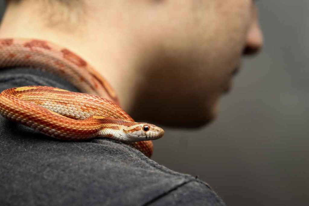 PROS & CONS: Having Snakes as Pets – Urbaki Pets - Feeding Mammals To Corn Snakes Pros Cons