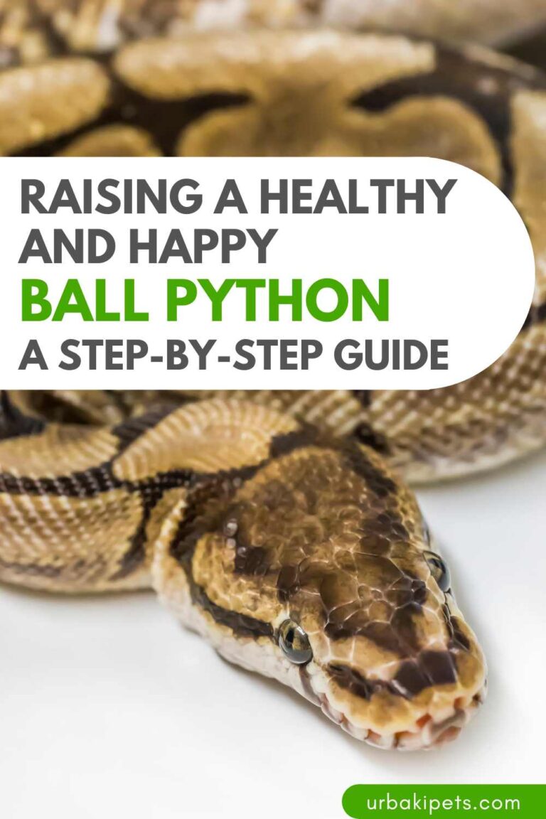Raising a Healthy and Happy Ball Python: A Step-by-Step Guide – Urbaki Pets