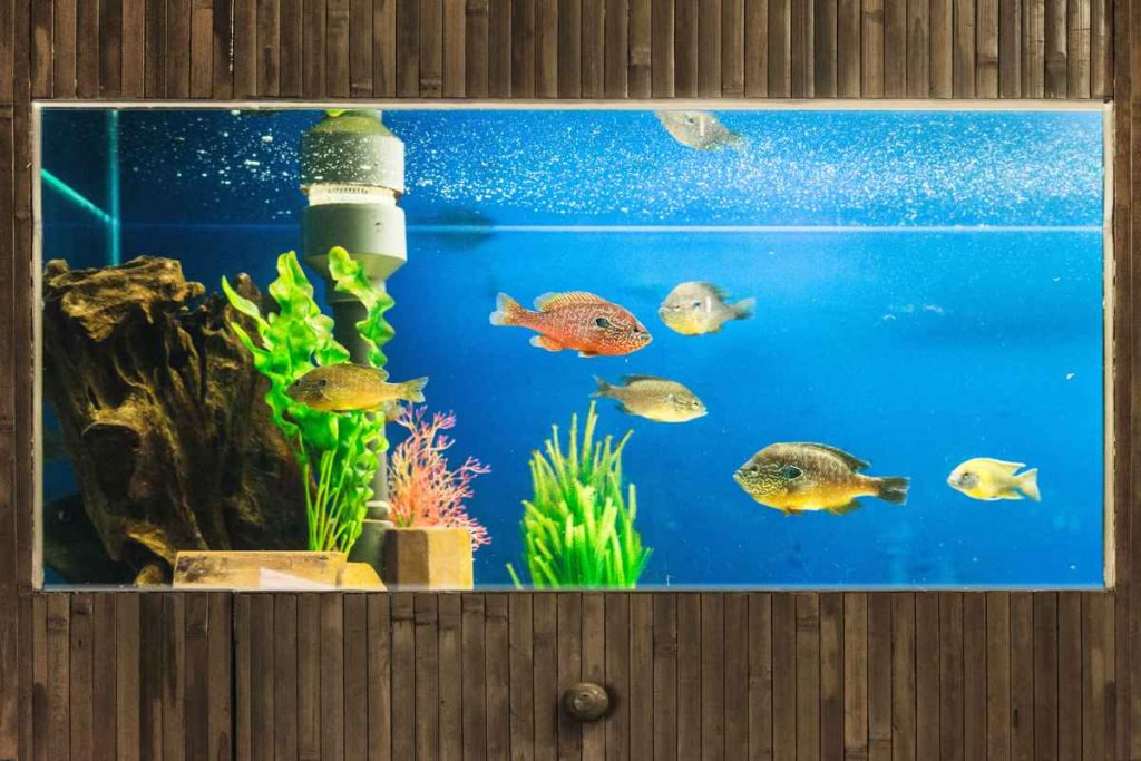 Photo inspiration: Tips And Tricks For A Stable Aquarium Environment Reference: 4 Aquarium Tips Tricks To Save You Time