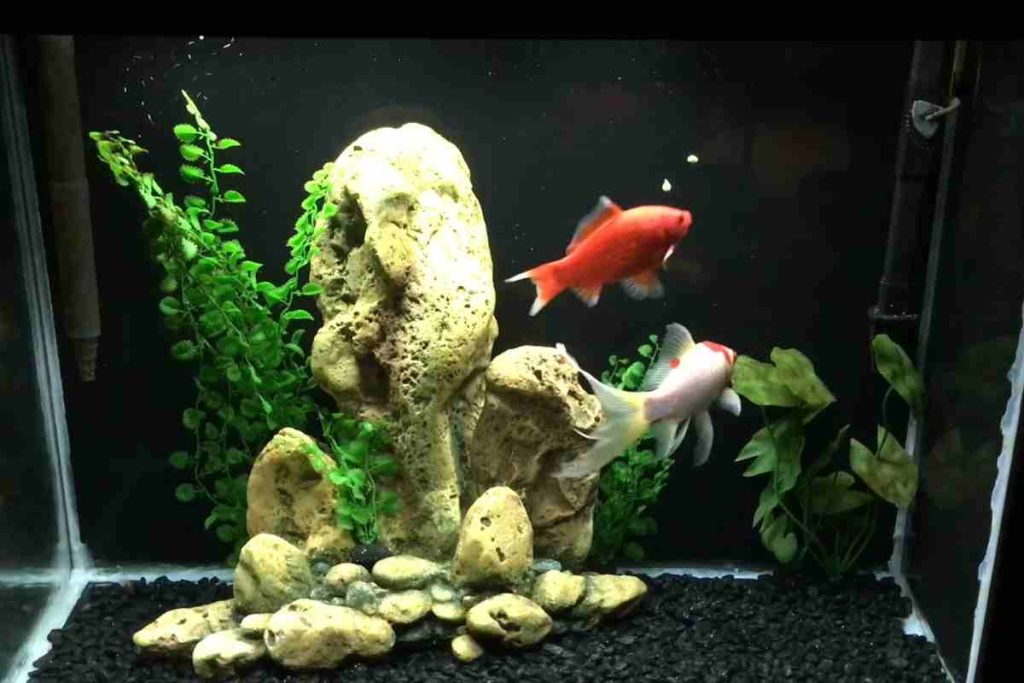 View of Goldfish Care: 10 Things You Should Know – Urbaki Pets