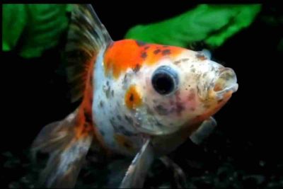 A closer look at Space Needed For Goldfish Care