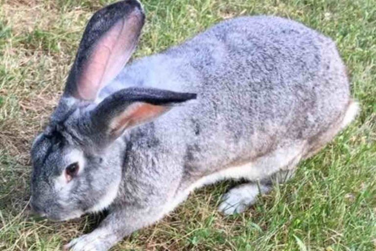 Meaning Behind 15 Strangest Rabbit Behaviors – Urbaki Pets