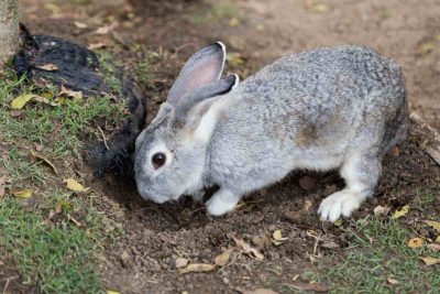 Meaning Behind 15 Strangest Rabbit Behaviors – Urbaki Pets