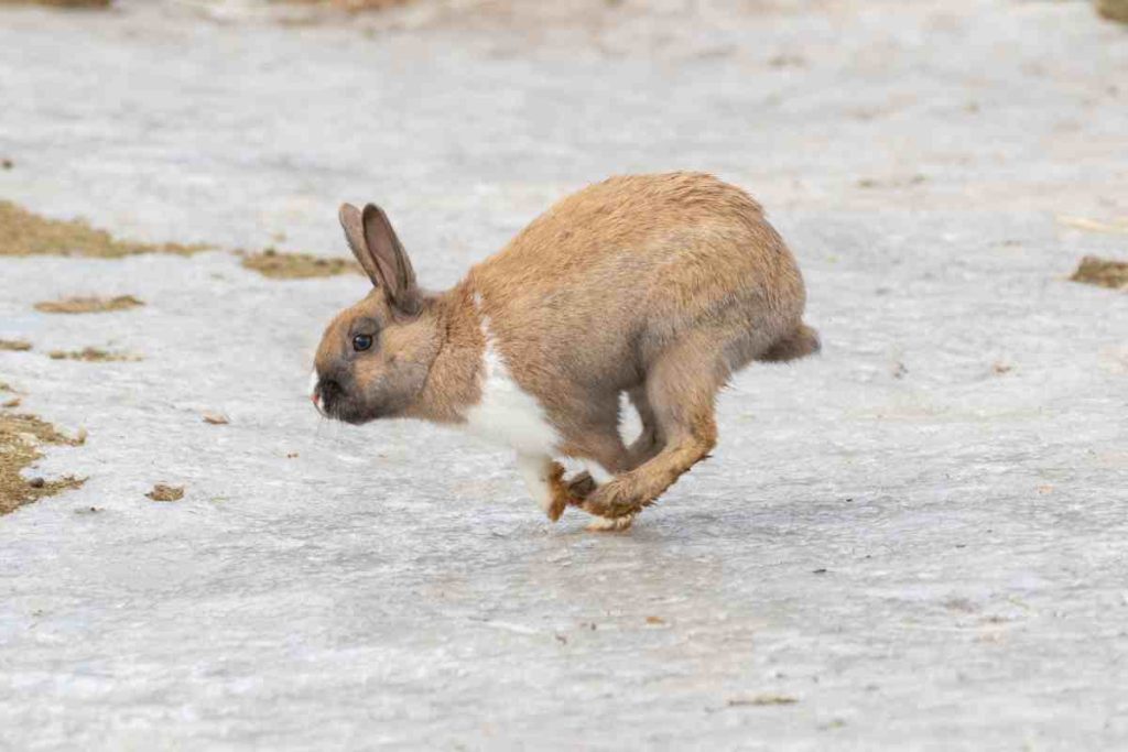 Meaning Behind 15 Strangest Rabbit Behaviors – Urbaki Pets