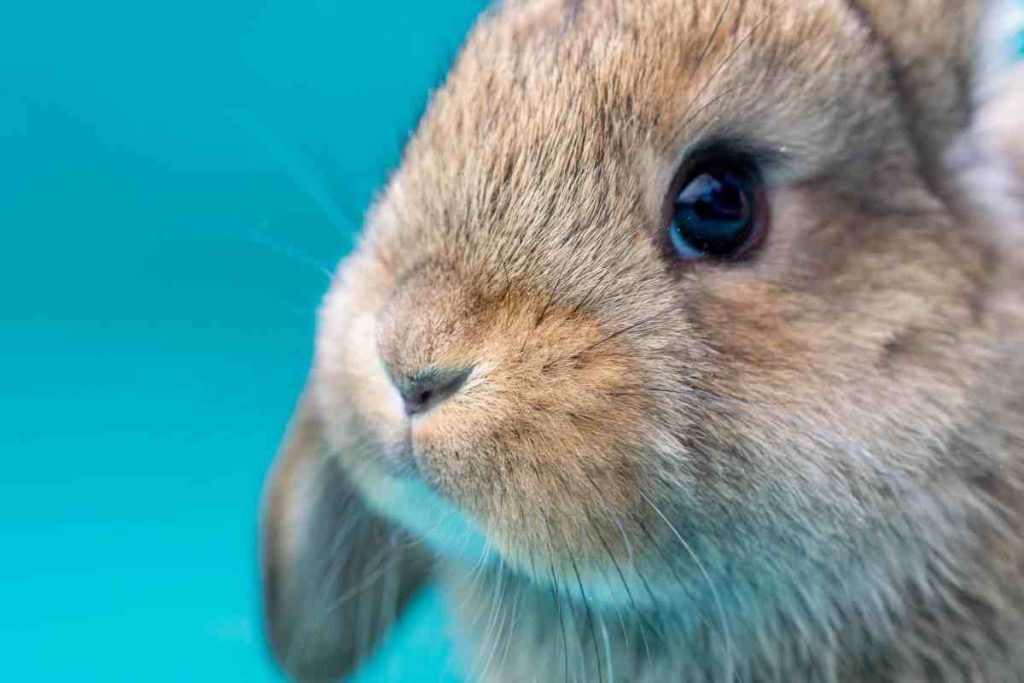Meaning Behind 15 Strangest Rabbit Behaviors – Urbaki Pets