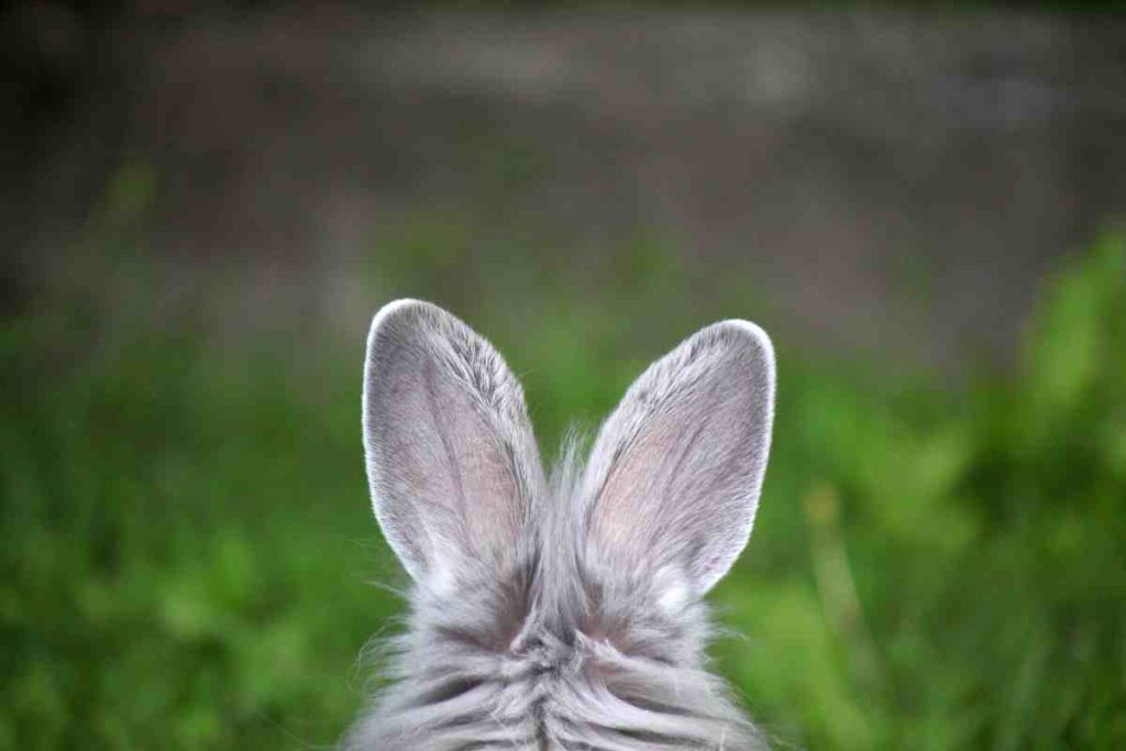Meaning Behind 15 Strangest Rabbit Behaviors – Urbaki Pets