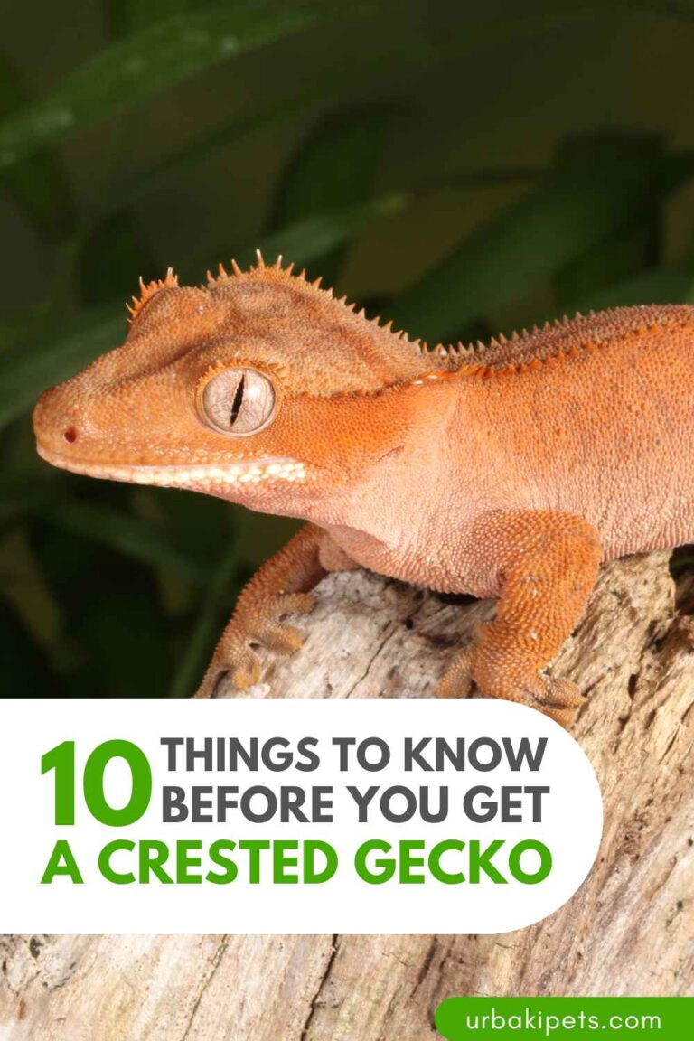 10 Things To Know BEFORE You Get A Crested Gecko – Urbaki Pets