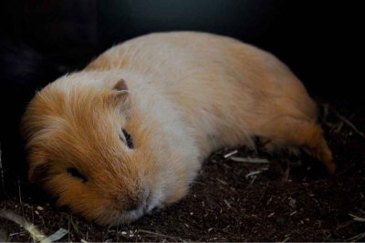 Image showcasing 15 Ways You Are Hurting Your Guinea Pig Without Realizing – Urbaki Pets