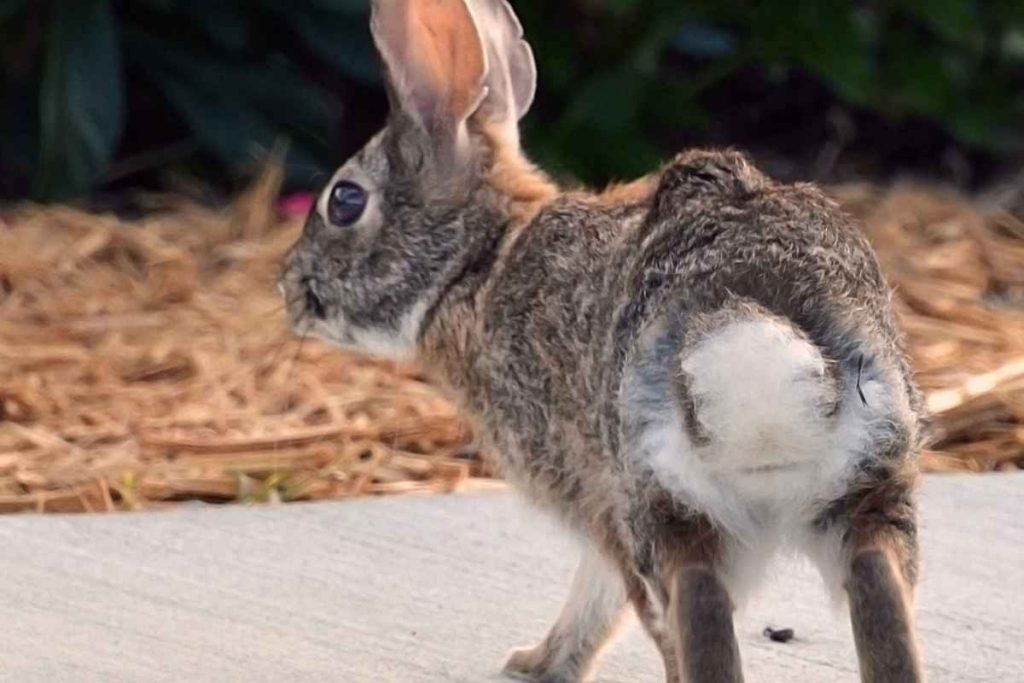 Hop to it: Fun Ways to Play with Your Furry Rabbit Friend! – Urbaki Pets