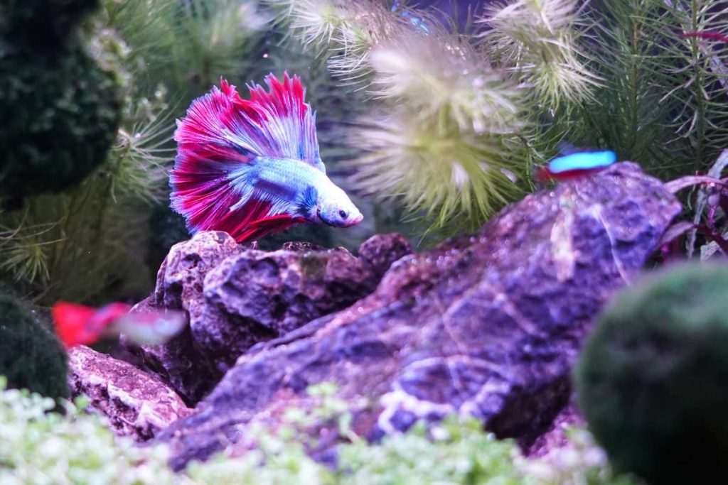 Betta Fish Care 101: 5 Must-Know Tips for a Happy and Healthy Fish ...