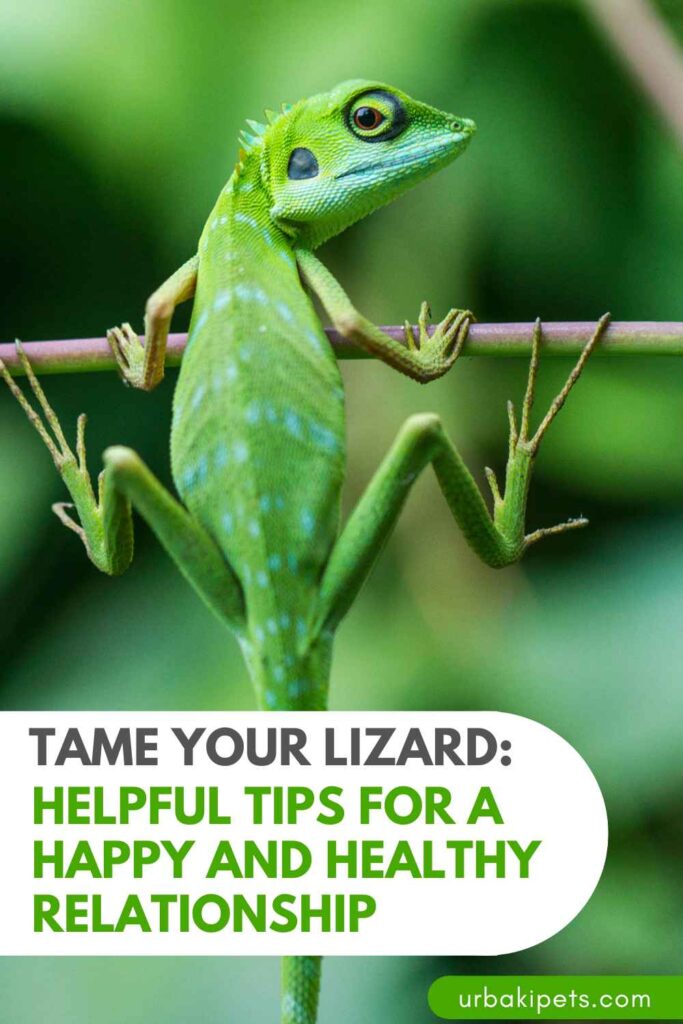 Tame Your Lizard: Helpful Tips For A Happy And Healthy Relationship ...