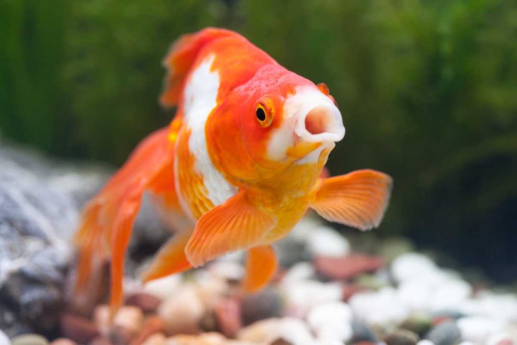 Fishy Business: A Simple Guide to Goldfish Care for Beginners – Urbaki Pets