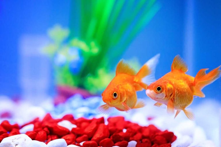 Fishy Business: A Simple Guide to Goldfish Care for Beginners – Urbaki Pets