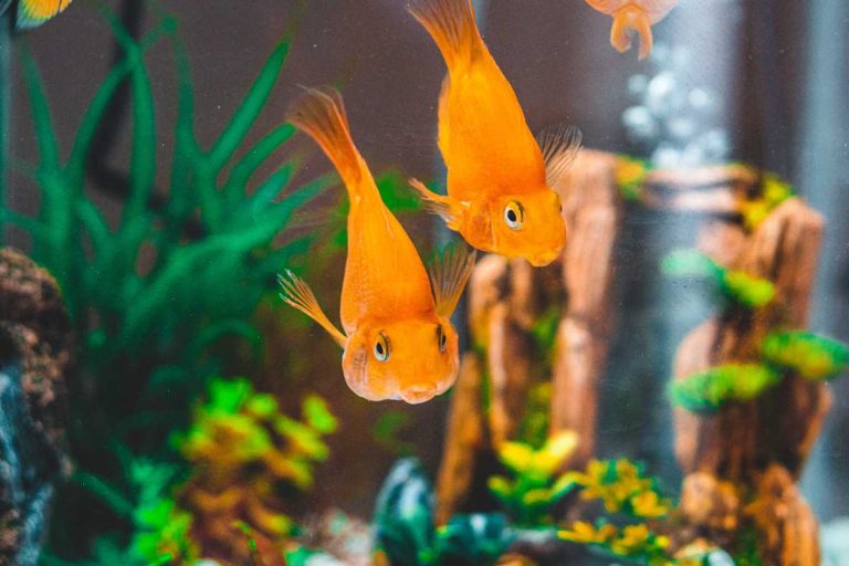 Picture of Fishy Business: A Simple Guide to Goldfish Care for Beginners – Urbaki Pets
