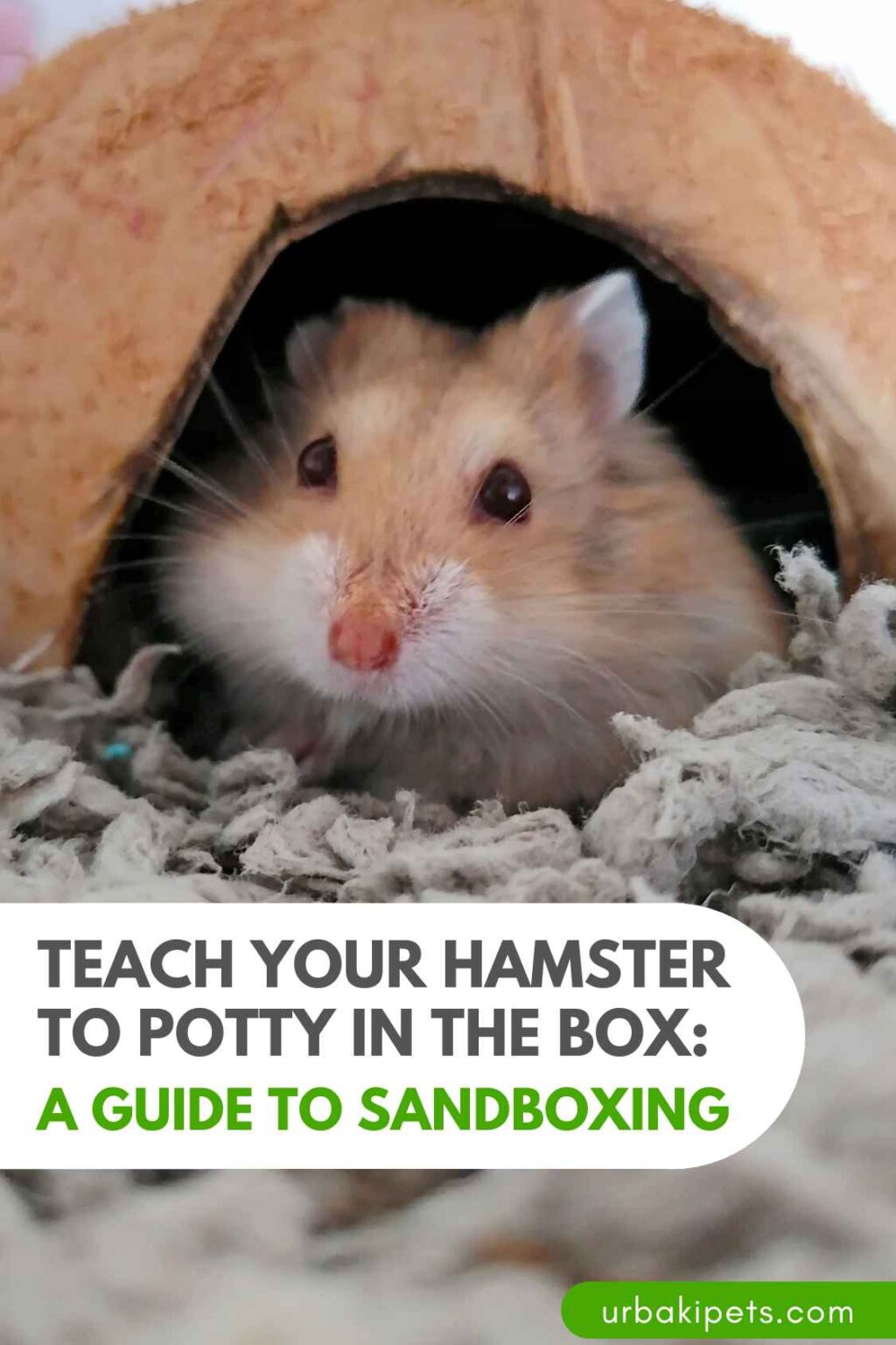 Teach Your Hamster to Potty in the Box A Guide to Sandboxing Urbaki Pets