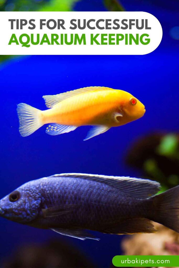 From Beginner to Expert: Tips for Successful Aquarium Keeping – Urbaki Pets