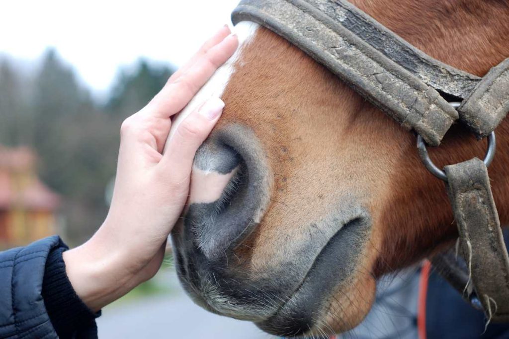 Trick Training 101: 6 Simple Tricks to Teach Your Horse – Urbaki Pets