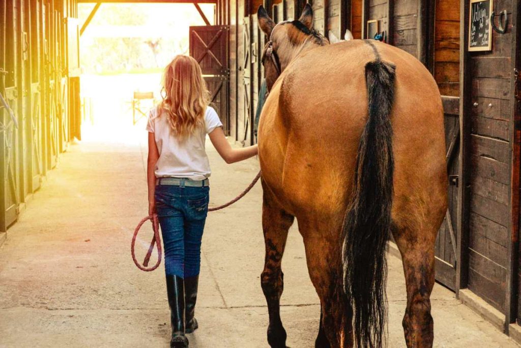 Trick Training 101: 6 Simple Tricks to Teach Your Horse – Urbaki Pets
