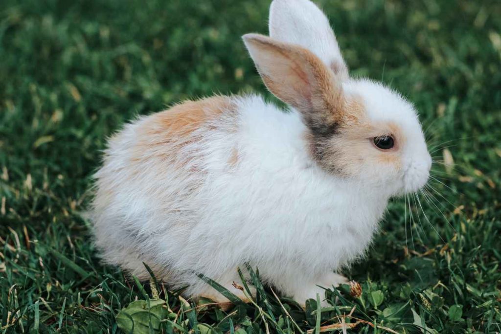 From Binky to High-Five: How to Train Your Rabbit – Urbaki Pets