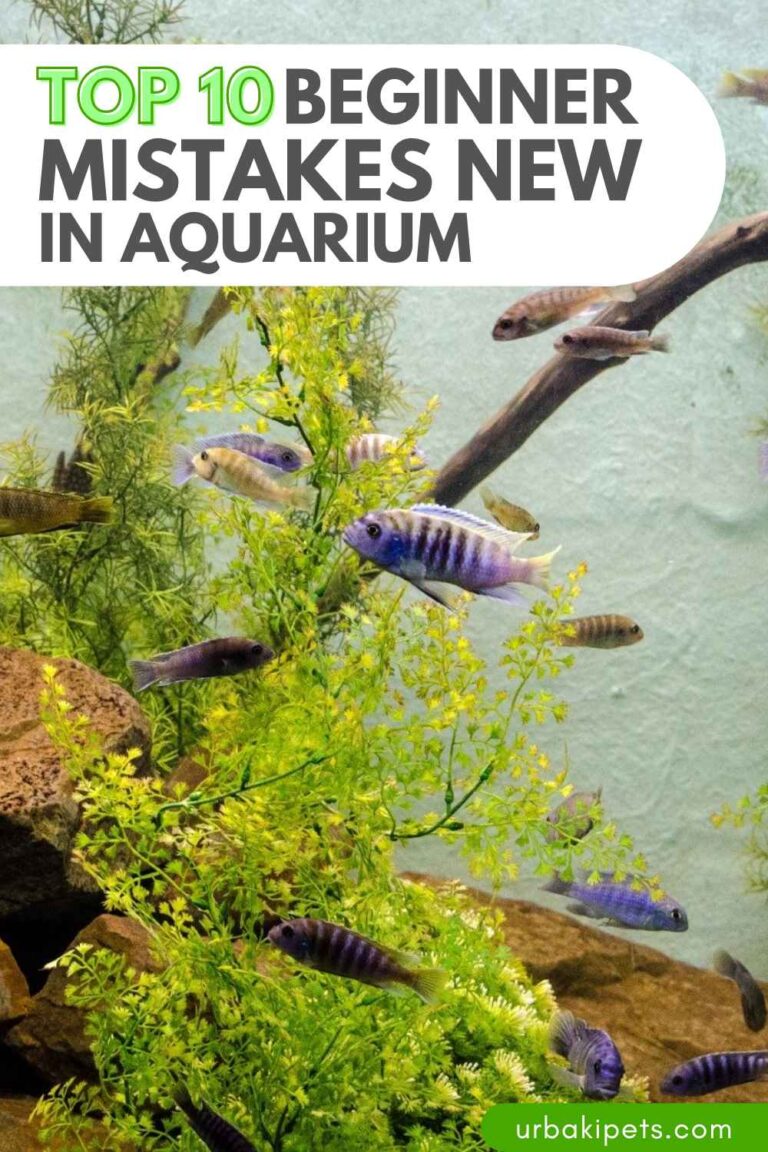 Beginner Mistakes In Saltwater Aquarium Chemical Dosing photo