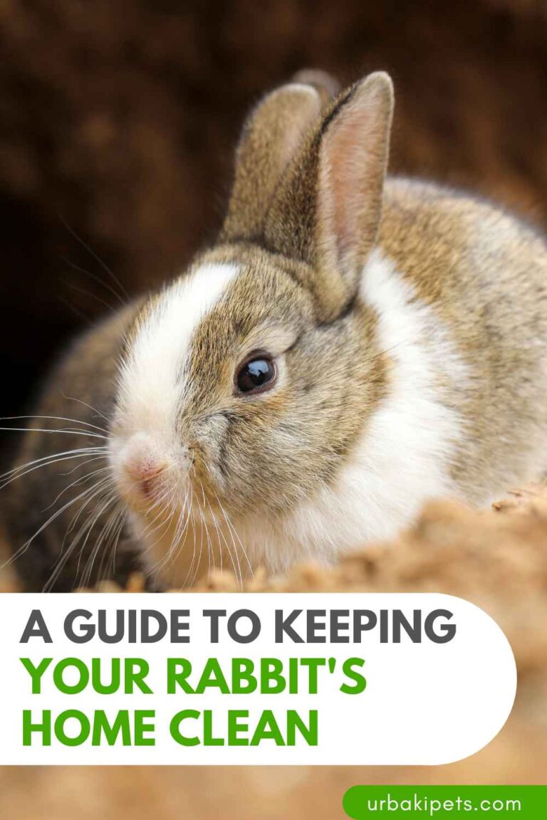 Bunny Bliss Tips and Tricks for a Spotless Rabbit Habitat Urbaki Pets