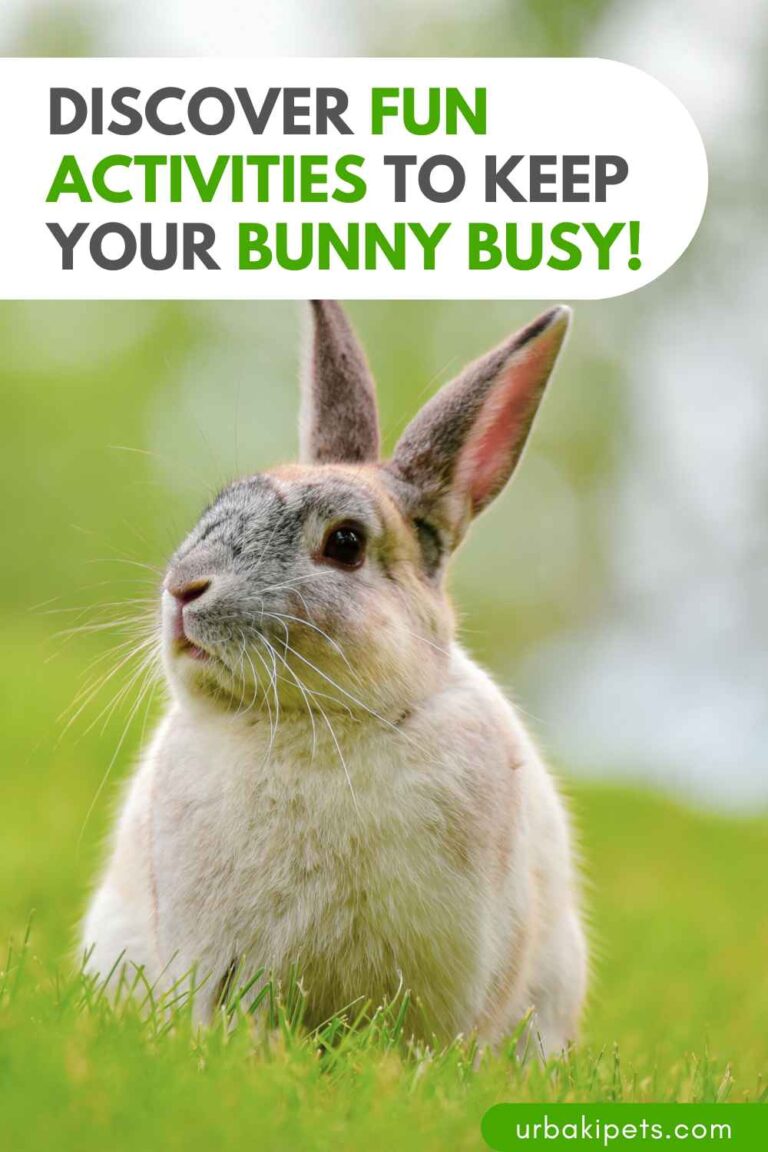 Rabbit Rhythms Discover Fun Activities to Keep Your Bunny Busy