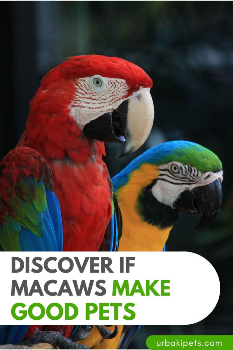 Curated visual reference: Fresh Look at Feathered Friends Discover If Macaws Make Good Pets
