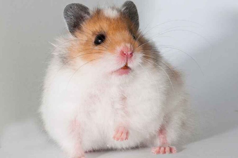 Adorable Tricks You Can Teach Your Hamster – Urbaki Pets