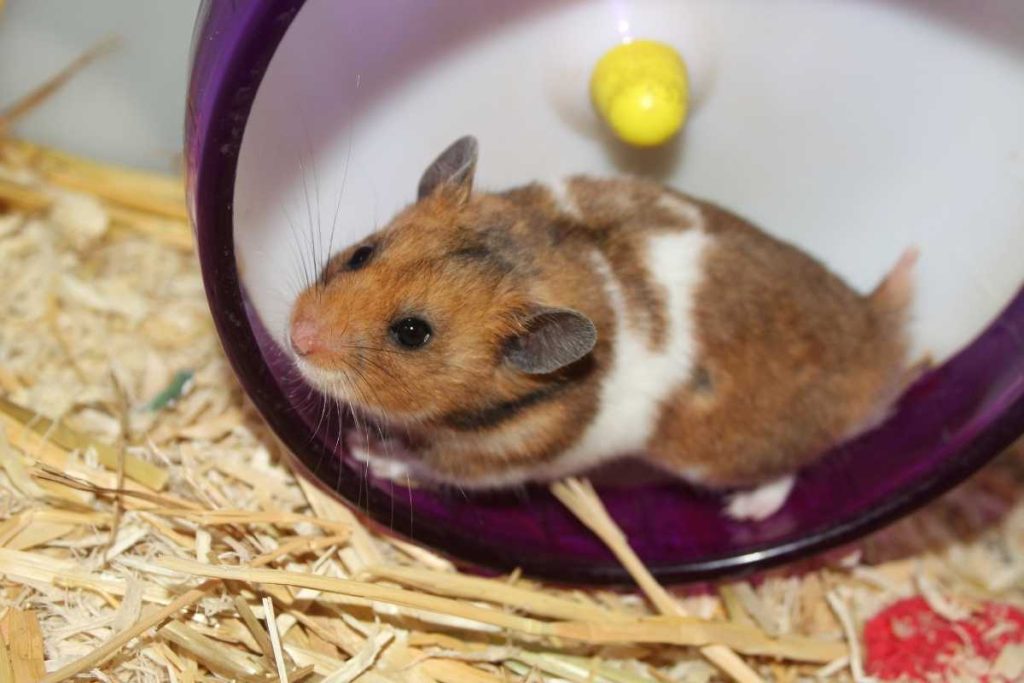 Hamster 101: Essential Pre-Hamster Knowledge You Can’t Afford to Miss ...