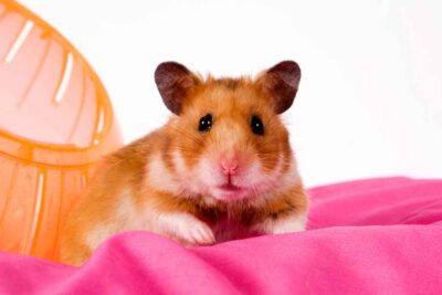 How to Build a DIY Hamster Jungle Gym: Step-by-Step Guide – Urbaki Pets