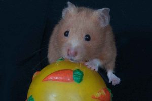 Image showcasing How to Build a DIY Hamster Jungle Gym: Step-by-Step Guide – Urbaki Pets