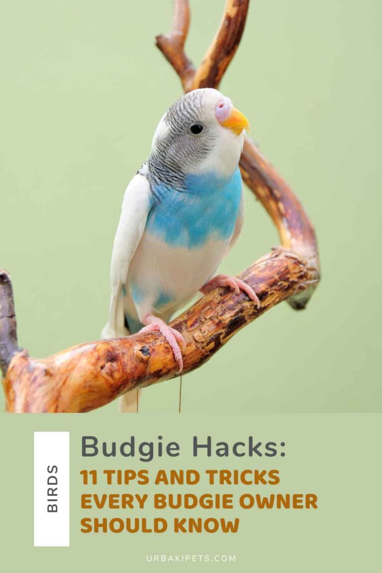 Budgie Hacks: 11 Tips and Tricks Every Budgie Owner Should Know ...