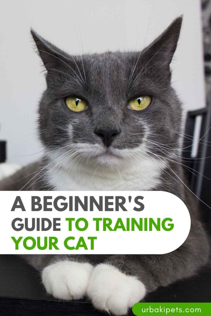 Training A Cat To Purr preview