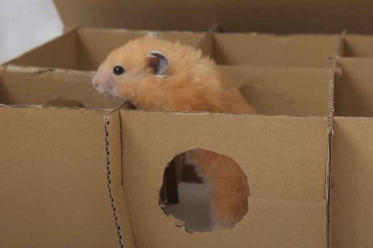 View of How to make a CHEAP hamster hideout! - Urbaki Pets