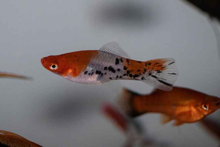 Picture of The Top 10 Beginner-Friendly Aquarium Fish – Urbaki Pets