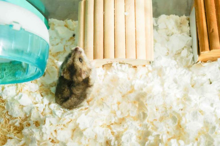 Image showcasing How to make a CHEAP hamster hideout! - Urbaki Pets