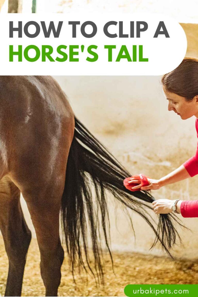 Tail Clipping 101 How To Clip A Horse’s Tail Urbaki Pets