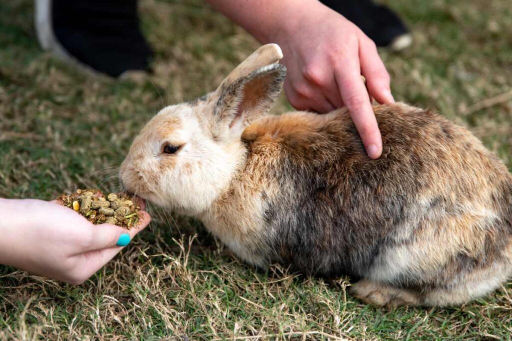 Bunny Bites: Nutritious and Safe Foods for Your Rabbit – Urbaki Pets